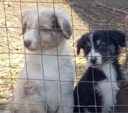cuccioli disponibili australian sheperd 