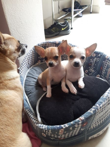 Annunci Chihuahua Regalo Cani Taglia Piccola In Vendita Cuccioli