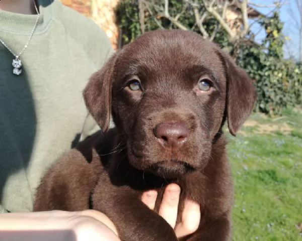 splendidi cuccioli di labrador neri e chocolate | Foto 0