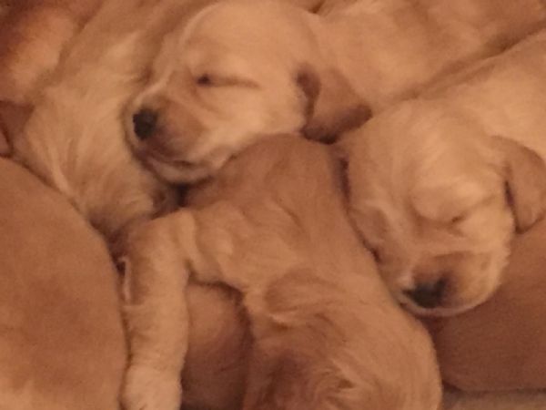 Vendita Cucciolo Cocker Da Privato A Pistoia Cuccioli Di Cocker
