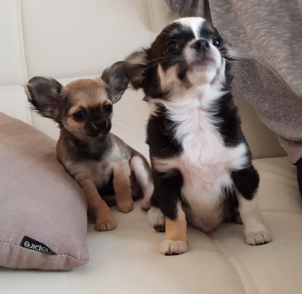 Vendita Cucciolo Chihuahua Da Privato A Chihuahua Pelo Lungo 28052019