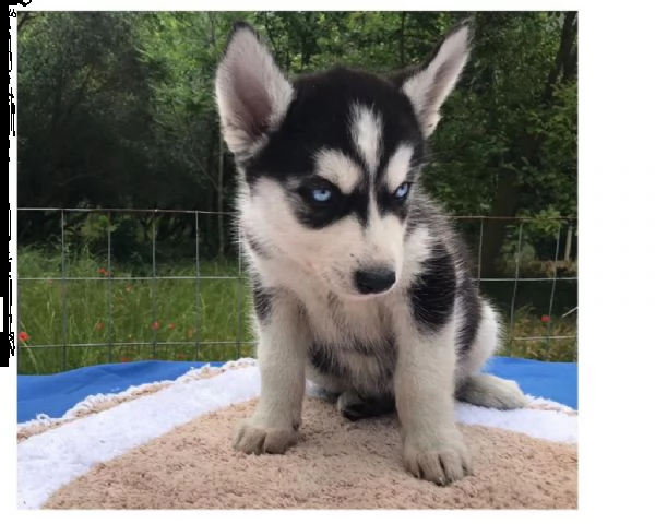 cuccioli siberian husky con pedigree