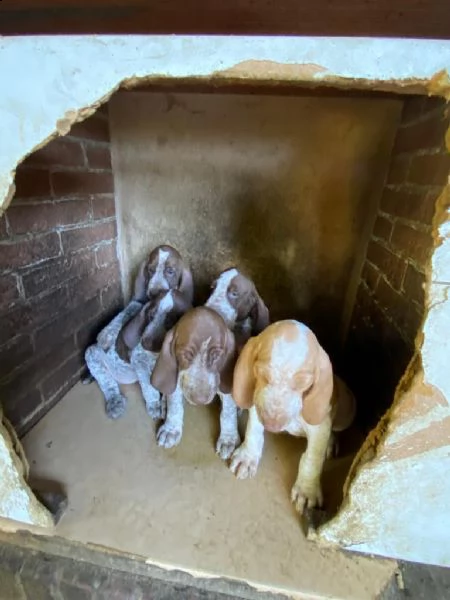 cuccioli di bracco italiano di 50 giorni