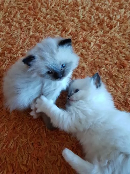 cuccioli ragdoll disponibili | Foto 2