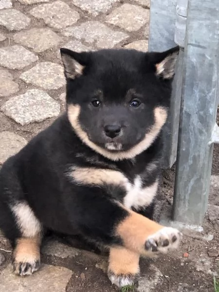 shiba inu cuccioli | Foto 0