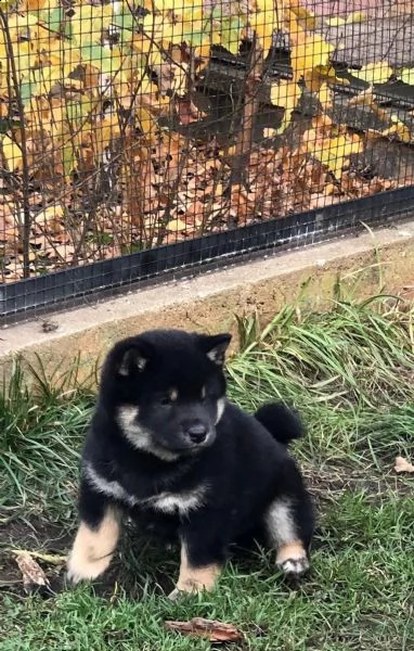 shiba inu cuccioli