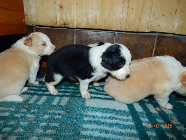 border collie con pedigre splendidi cuccioli | Foto 3