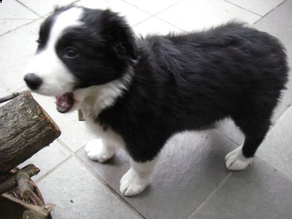 border collie con pedigre splendidi cuccioli | Foto 2