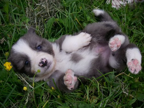 border collie con pedigre splendidi cuccioli | Foto 1