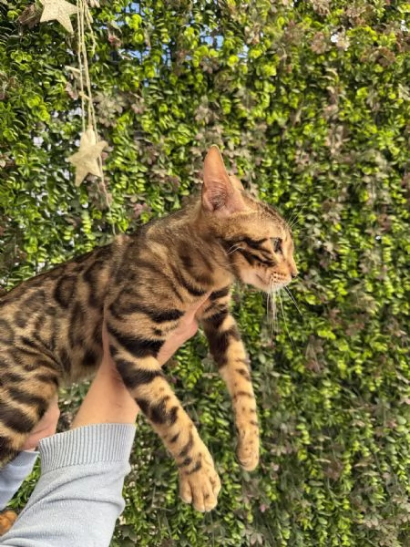 Spettacolare gattina bengala golden di 5 mesi | Foto 6