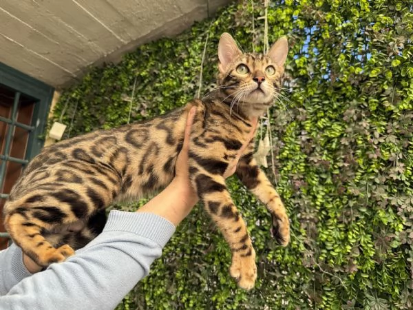 Spettacolare gattina bengala golden di 5 mesi