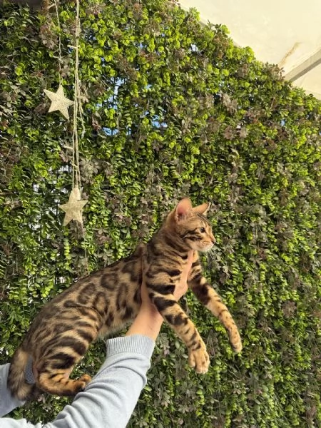 Spettacolare gattina bengala golden di 5 mesi | Foto 5