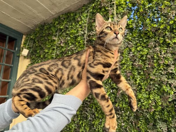Spettacolare gattina bengala golden di 5 mesi | Foto 4
