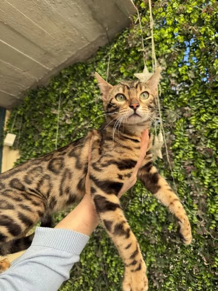 Spettacolare gattina bengala golden di 5 mesi | Foto 3