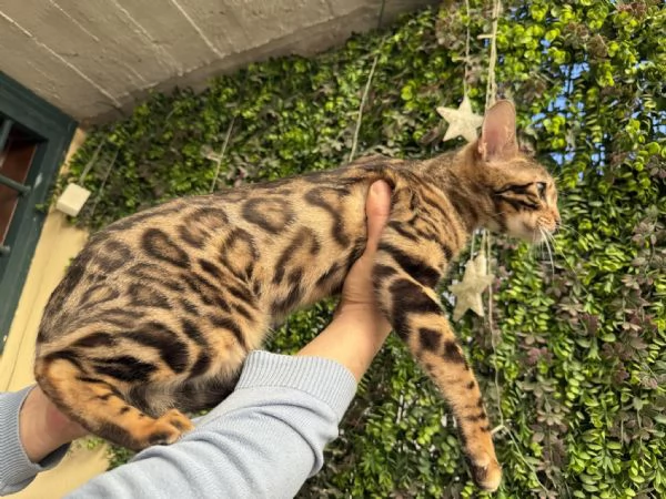 Spettacolare gattina bengala golden di 5 mesi | Foto 2