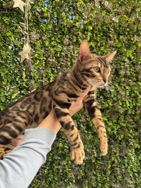 Spettacolare gattina bengala golden di 5 mesi | Foto 1