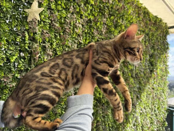 Spettacolare gattina bengala golden di 5 mesi | Foto 0