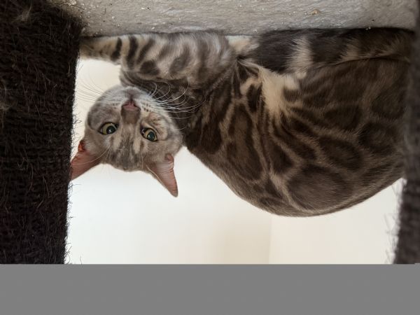 Gattina bengala blu spotted | Foto 1