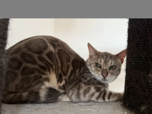 Gattina bengala blu spotted