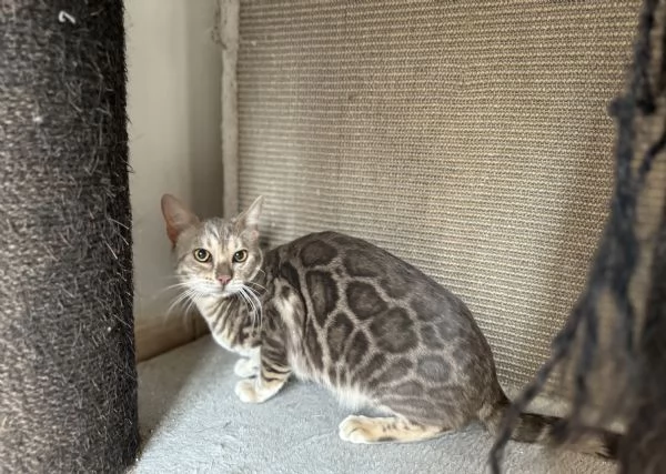 Gattina bengala blu spotted