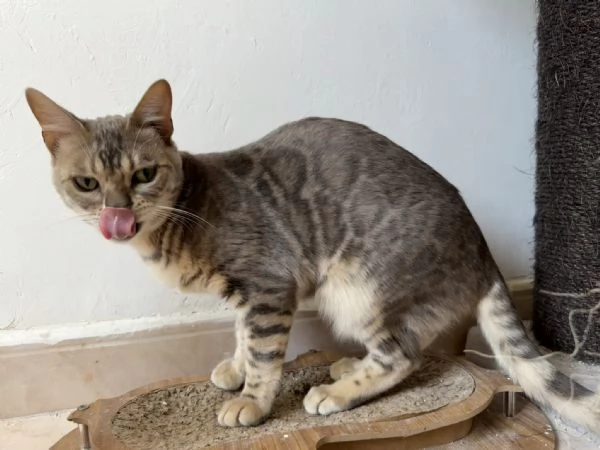 Gattino bengala blu 