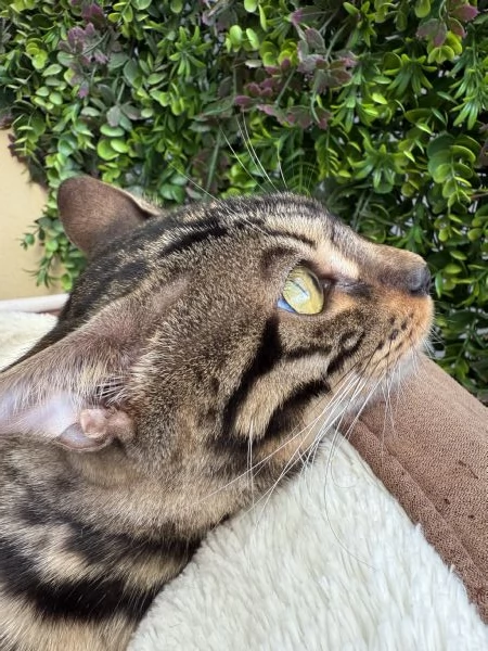Gattina bengala brown  | Foto 3