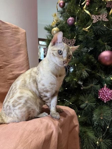 Gattino bengala snow mink di 7 mesi 