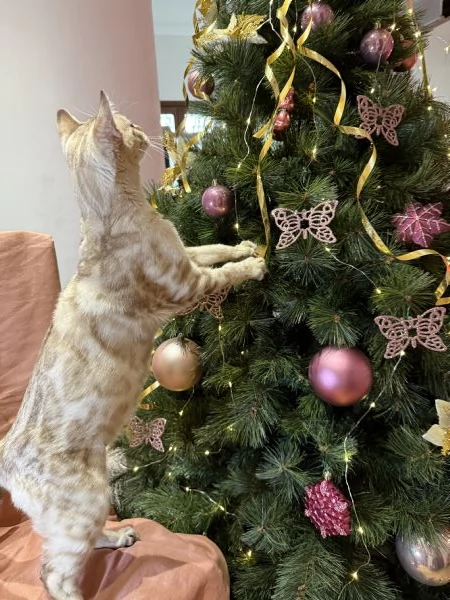 Gattino bengala snow mink di 7 mesi  | Foto 3