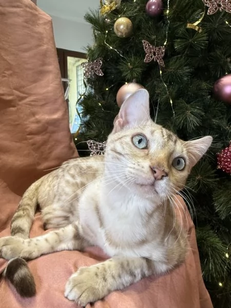 Gattino bengala snow mink di 7 mesi  | Foto 2