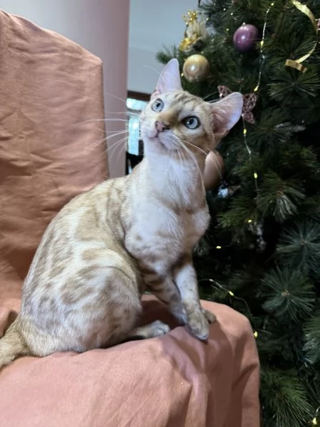 Gattino bengala snow mink di 7 mesi  | Foto 1