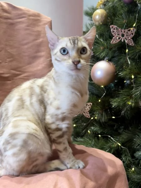 Gattino bengala snow mink di 7 mesi  | Foto 0