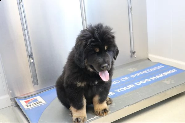 stupefacente cuccioli di mastino tibetano alta genealogia