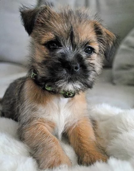 disponibili cuccioli di border terrier con pedigree | Foto 0