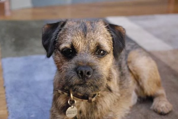 disponibili cuccioli di border terrier con pedigree