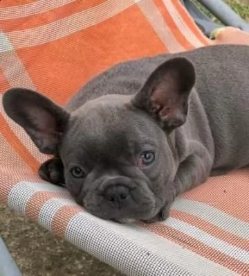 bouledogue  bulldog francese blu