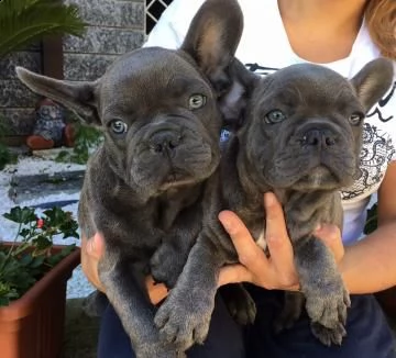 bouledogue  bulldog francese blu | Foto 0