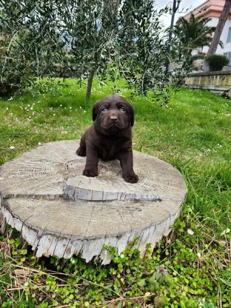 labrador cioccolato  | Foto 4