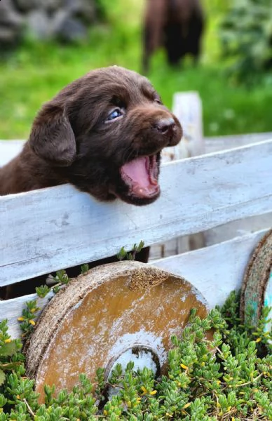 labrador cioccolato  | Foto 3