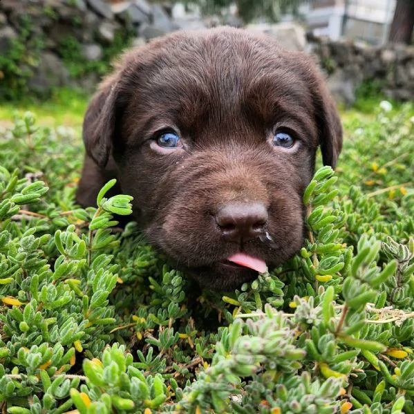 labrador cioccolato  | Foto 2