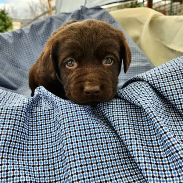 labrador cioccolato  | Foto 1