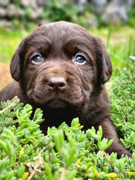 labrador cioccolato 