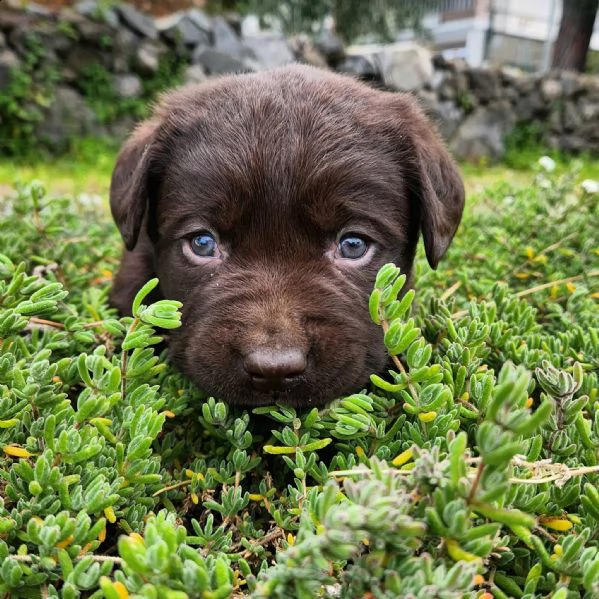 labrador cioccolato  | Foto 0