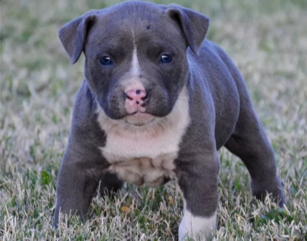 stupendi cuccioli di pitbull terrier