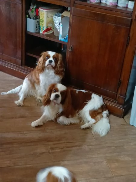 cuccioli cavalier king | Foto 1