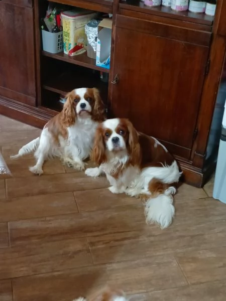 cuccioli cavalier king | Foto 0