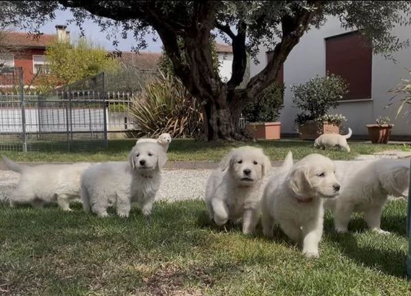 Cuccioli di Golden Retriever | Foto 0
