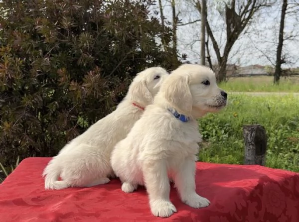 Golden Retriever | Foto 3