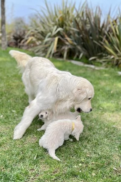 Golden Retriever | Foto 2