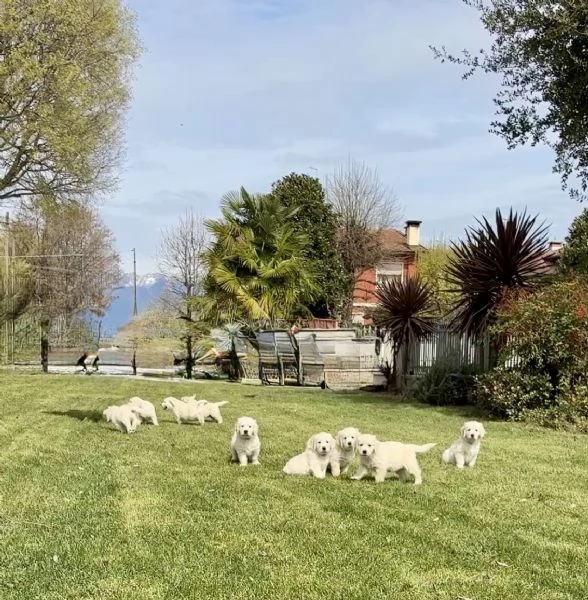 Golden Retriever | Foto 1