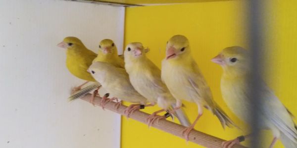 Annunci Canarini Regalo Altri Uccelli In Vendita Cuccioli Di Canarini Da Privati E Allevamenti Pag 1 Di 1
